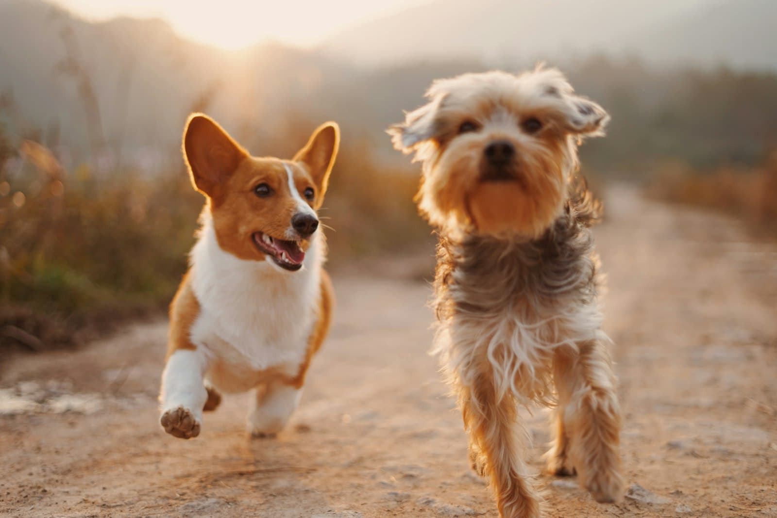 Two happy dogs running outdoors