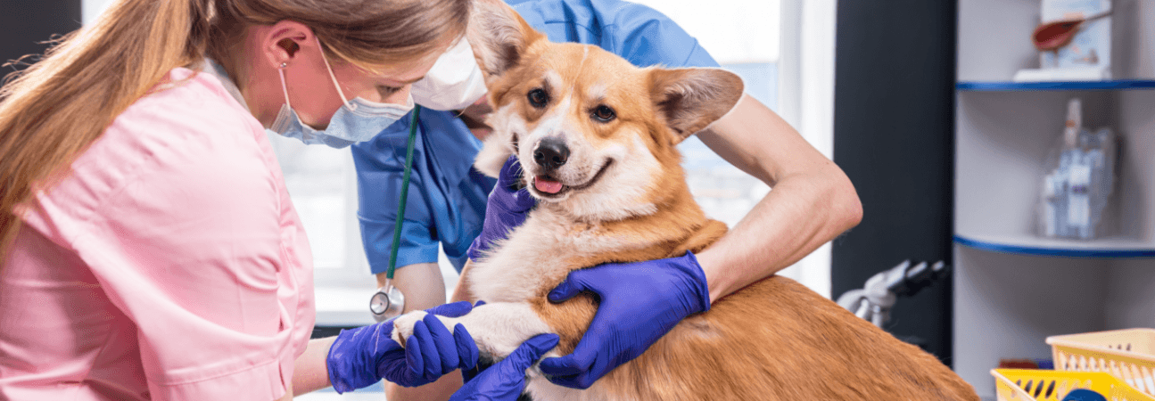Common Pet Toxins Every Owner Should Know About