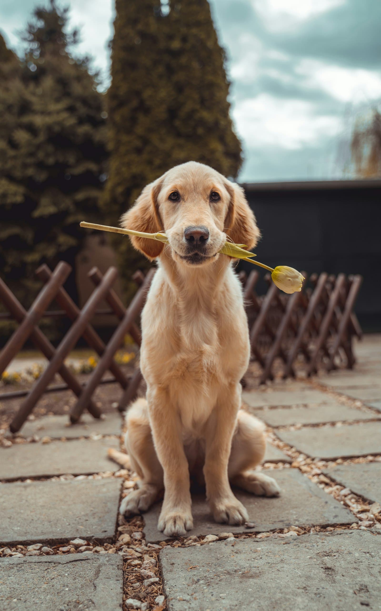 A happy, healthy golden retriever