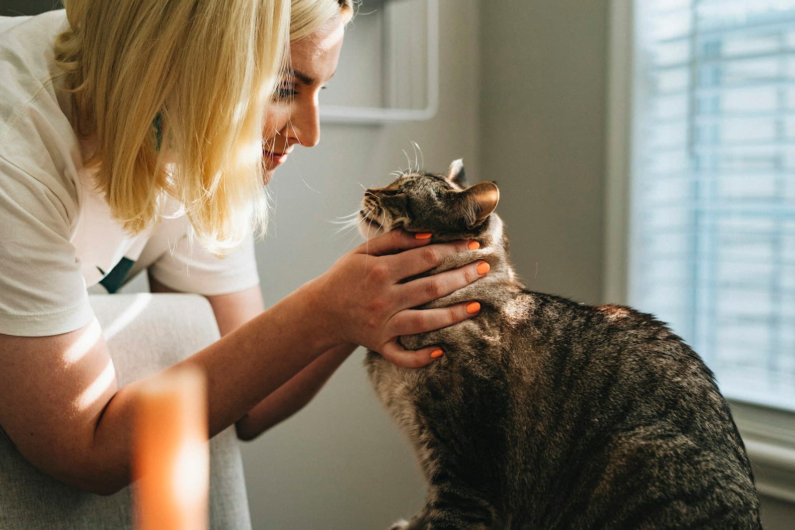 A veterinary team member gently holding a calm cat
